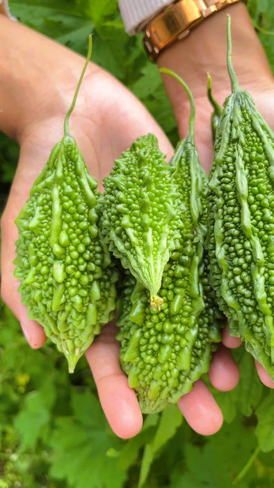 Hạt Giống Khổ Qua Rừng [ JUIJIA - Thái Lan ]