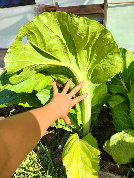 Hạt Giống Cải Bẹ Xanh Mỡ Cuộn [ Home Garden - Thái Lan ]