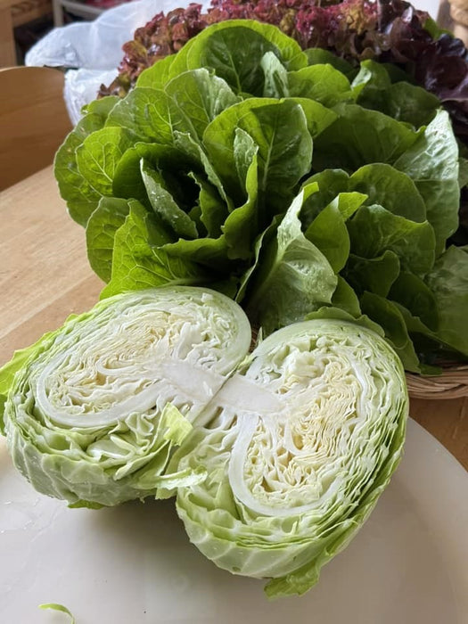 Hạt Giống Bắp Cải DORI 2 [ JUIJIA - Thái Lan ]