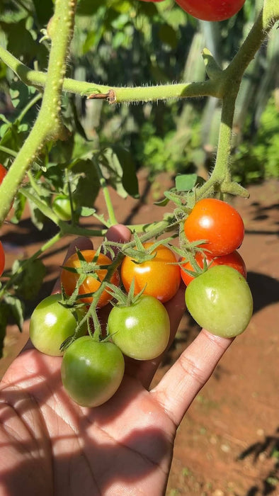 Hạt Giống Cà Chua Bi Lai F1 390 [ E-W Seeds - Thái Lan ]