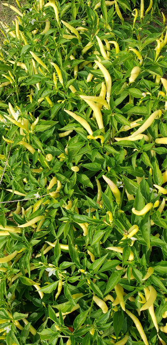 Japanese White Eagle Claw Chilli