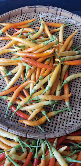 Japanese White Eagle Claw Chilli