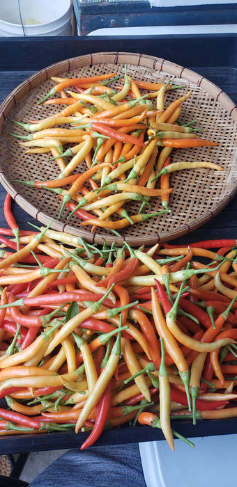 Japanese White Eagle Claw Chilli