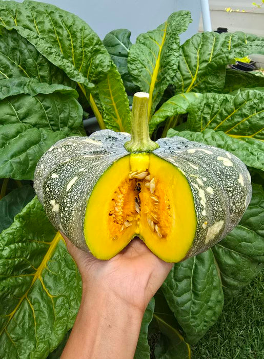 Hạt Giống Bí Đỏ Đốm Nâu Lai F1 - 573 [ E-W Seeds - Thái Lan ]