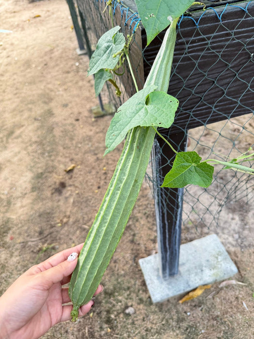 Hạt Giống Mướp Khía Xanh [ E-W Seeds - Thái Lan ]