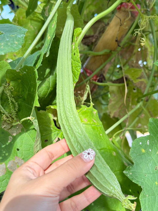 Hạt Giống Mướp Khía Xanh [ E-W Seeds - Thái Lan ]