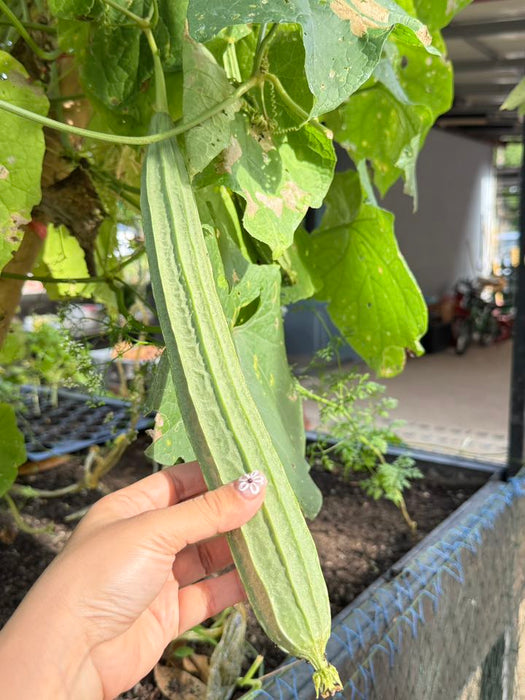 Hạt Giống Mướp Khía Xanh [ E-W Seeds - Thái Lan ]