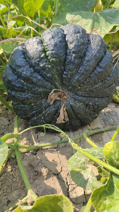 Hạt Giống Bí Đỏ Nhám Đen [ E-W Seeds - Thái Lan ]