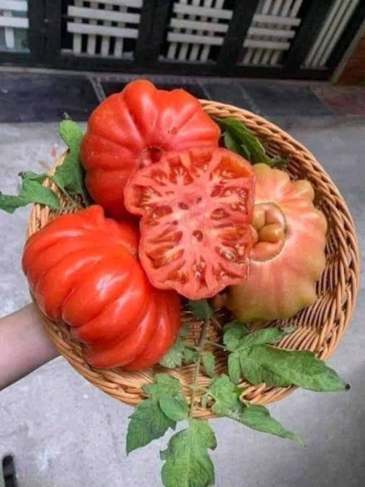 Cà Chua Múi Cổ Sơn La