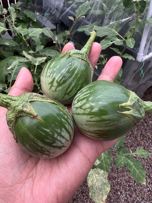 Hạt Giống Cà Da Ếch Xanh Đậm [ E-W Seeds - Thái Lan ]