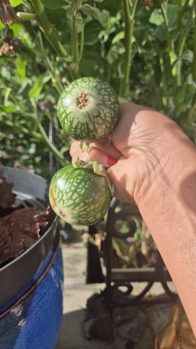 Hạt Giống Cà Da Ếch Xanh Đậm [ E-W Seeds - Thái Lan ]