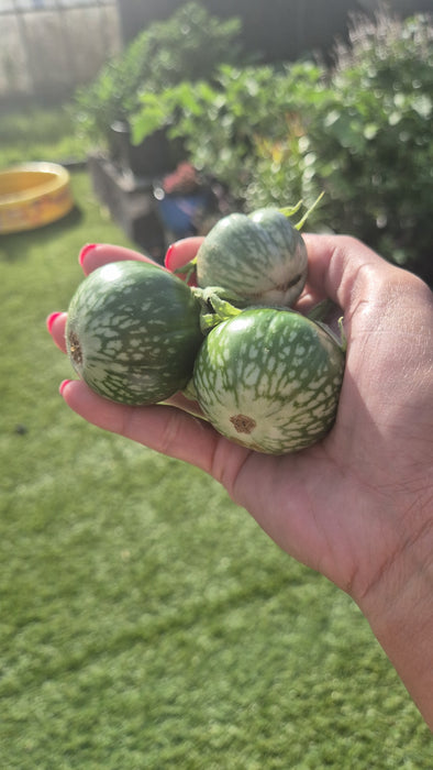 Hạt Giống Cà Da Ếch Xanh Đậm [ E-W Seeds - Thái Lan ]