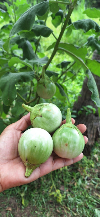 Hạt Giống Cà Da Ếch [ E-W Seeds - Thái Lan ]