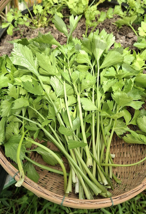 Hạt Giống Cần Tây [ JUIJIA - Thái Lan ]