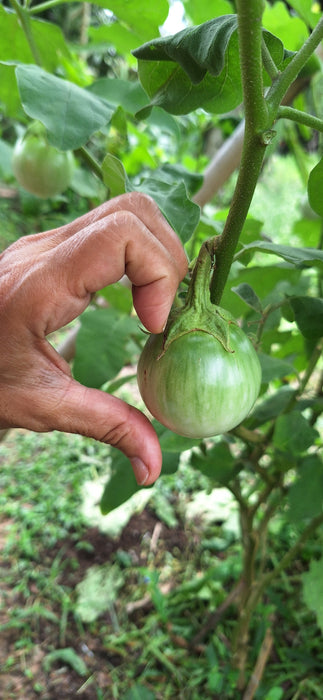 Hạt Giống Cà Da Ếch [ E-W Seeds - Thái Lan ]