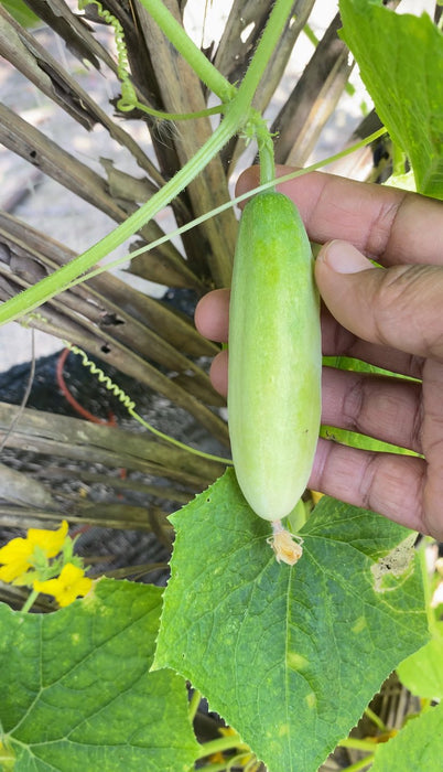 Hạt Giống Dưa Leo Lai F1 306 [ E-W Seeds - Thái Lan ]