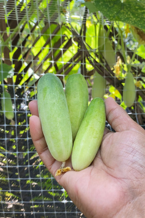 Hạt Giống Dưa Leo Lai F1 306 [ E-W Seeds - Thái Lan ]