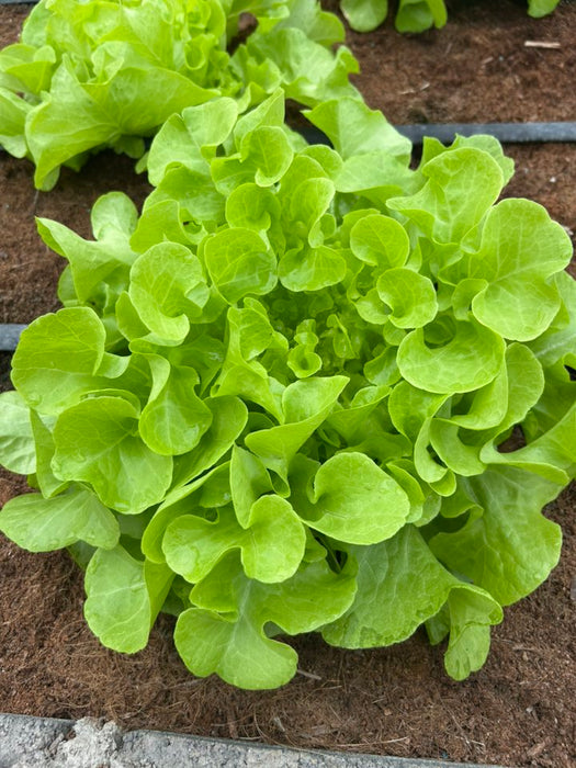 Hạt Giống Xà Lách Sồi Xanh - Green Oakleaf [ JUIJIA - Thái Lan ]