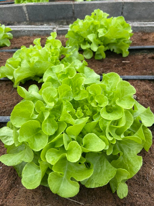 Hạt Giống Xà Lách Sồi Xanh - Green Oakleaf [ JUIJIA - Thái Lan ]