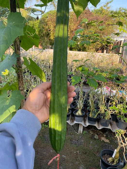 Hạt Giống Mướp Khía Xanh Đậm [ E-W Seeds - Thái Lan ]