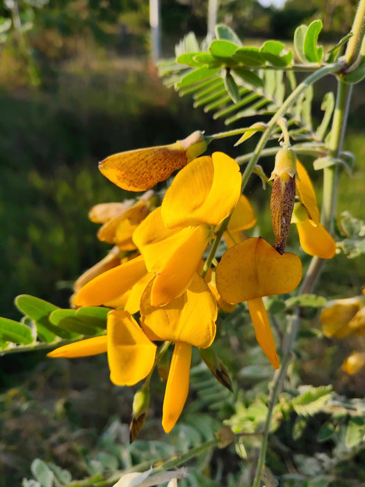 Hạt Giống Bông Điên Điển - Sunn Hemp [ JUIJIA - Thái Lan ]