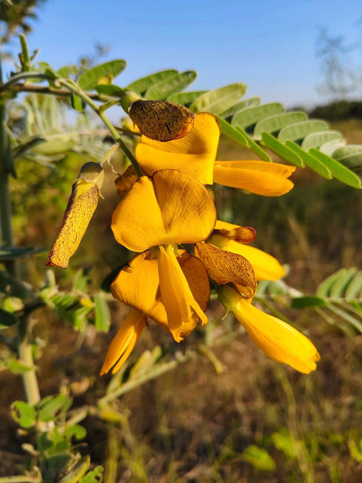 Hạt Giống Bông Điên Điển - Sunn Hemp [ JUIJIA - Thái Lan ]