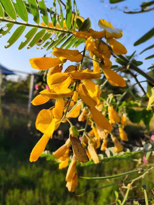 Hạt Giống Bông Điên Điển - Sunn Hemp [ JUIJIA - Thái Lan ]