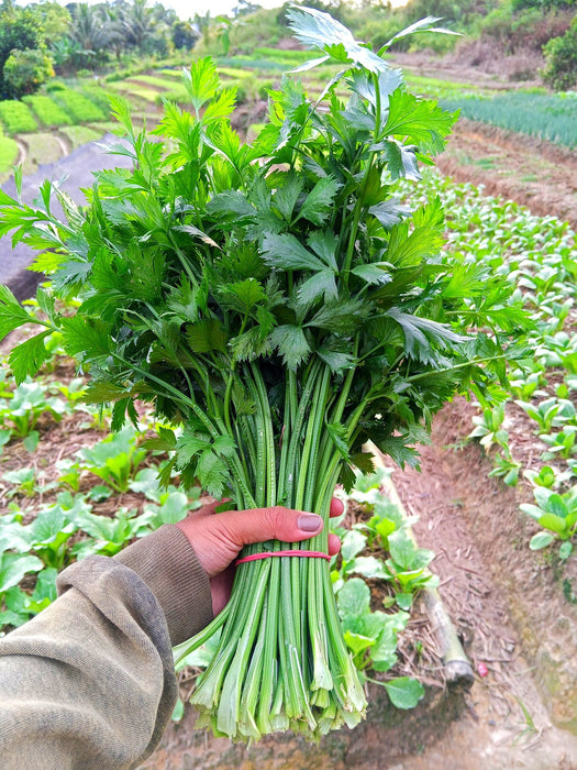 Hạt Giống Cần Tây [ JUIJIA - Thái Lan ]