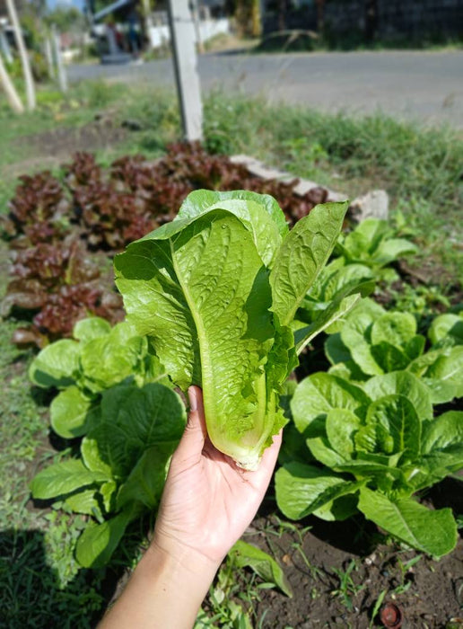 Hạt Giống Xà Lách - Paris White Cos [ JUIJIA - Thái Lan ]