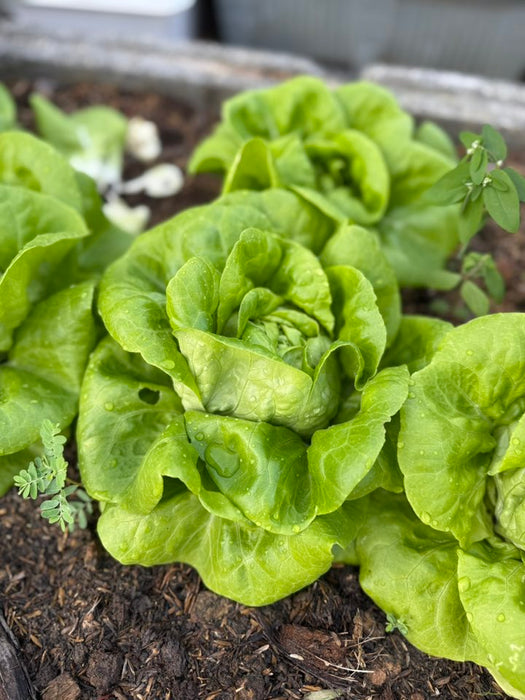 Hạt Giống Xà Lách Butterhead - Butter Crunch [ JUIJIA - Thái Lan ]