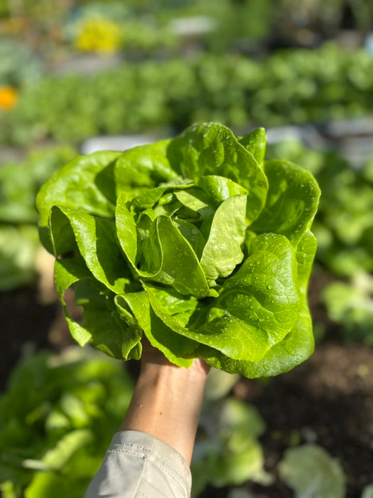 Hạt Giống Xà Lách Butterhead - Butter Crunch [ JUIJIA - Thái Lan ]