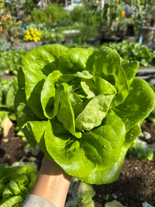 Hạt Giống Xà Lách Butterhead - Butter Crunch [ JUIJIA - Thái Lan ]