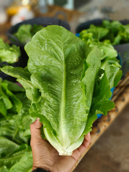 Hạt Giống Xà Lách - Paris White Cos [ JUIJIA - Thái Lan ]