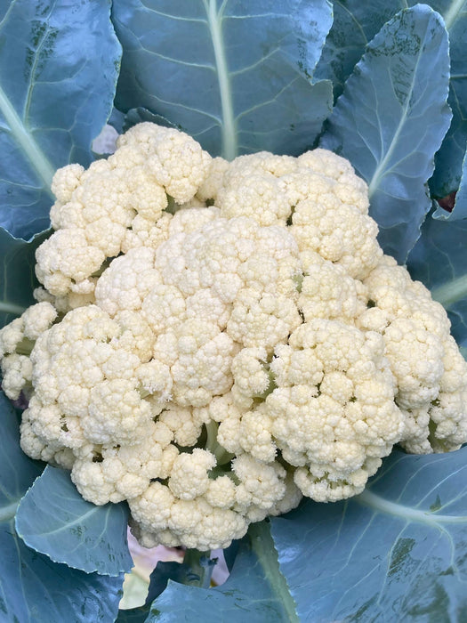 Hạt Giống Súp Lơ Trắng [ JUIJIA - Thái Lan ]