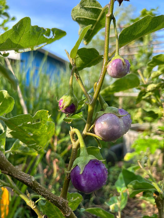 Hạt Giống Cà Pháo Tím [ E-W Seeds - Thái Lan ]