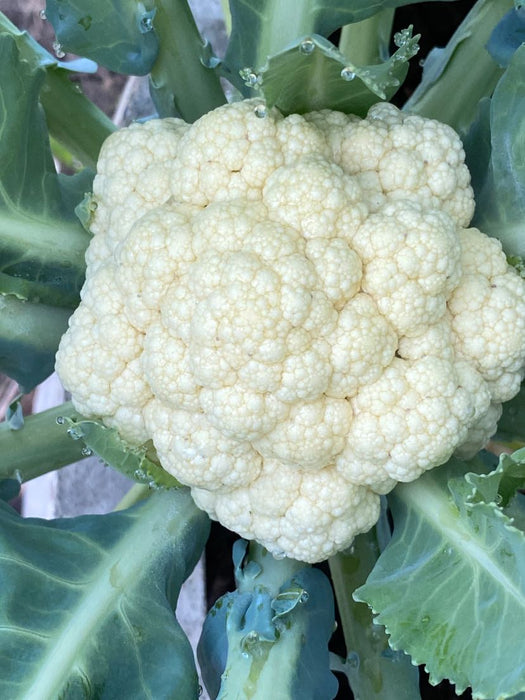 Hạt Giống Súp Lơ Trắng [ JUIJIA - Thái Lan ]