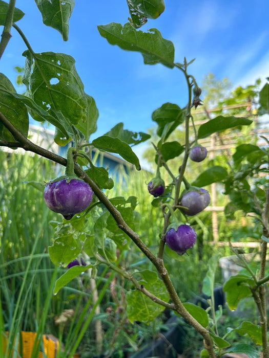 Hạt Giống Cà Pháo Tím [ E-W Seeds - Thái Lan ]