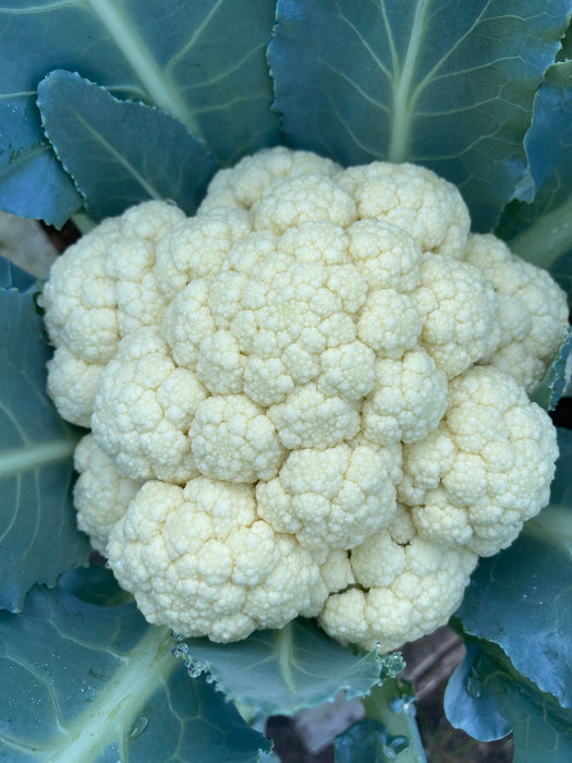 Hạt Giống Súp Lơ Trắng [ JUIJIA - Thái Lan ]