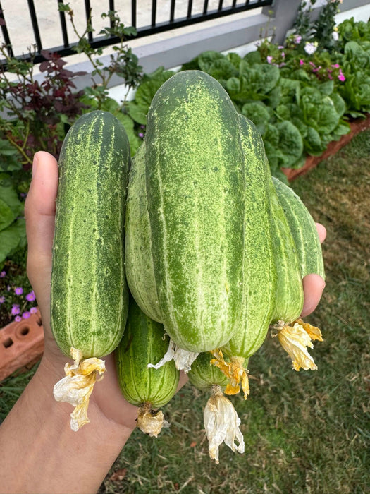 Hạt Giống Dưa Leo Lai F1 Trái Ngắn [ E-W Seeds - Thái Lan ]