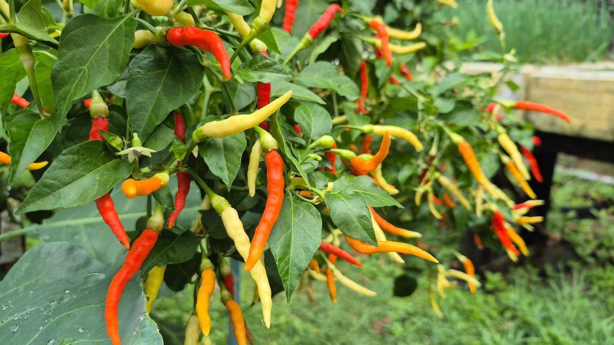 Hạt Giống Ớt Karen [ Home Garden - Thái Lan ]