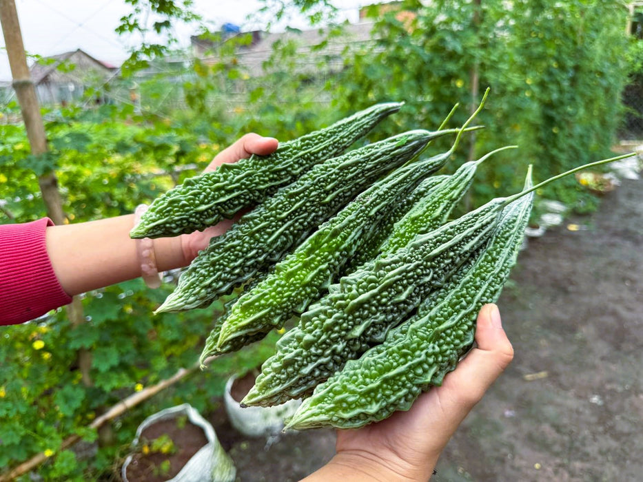 Hạt Giống Khổ Qua Xanh - Large Bitter Gourd [ Home Garden - Thái Lan ]