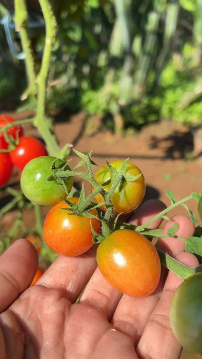 Hạt Giống Cà Chua Bi Lai F1 390 [ E-W Seeds - Thái Lan ]