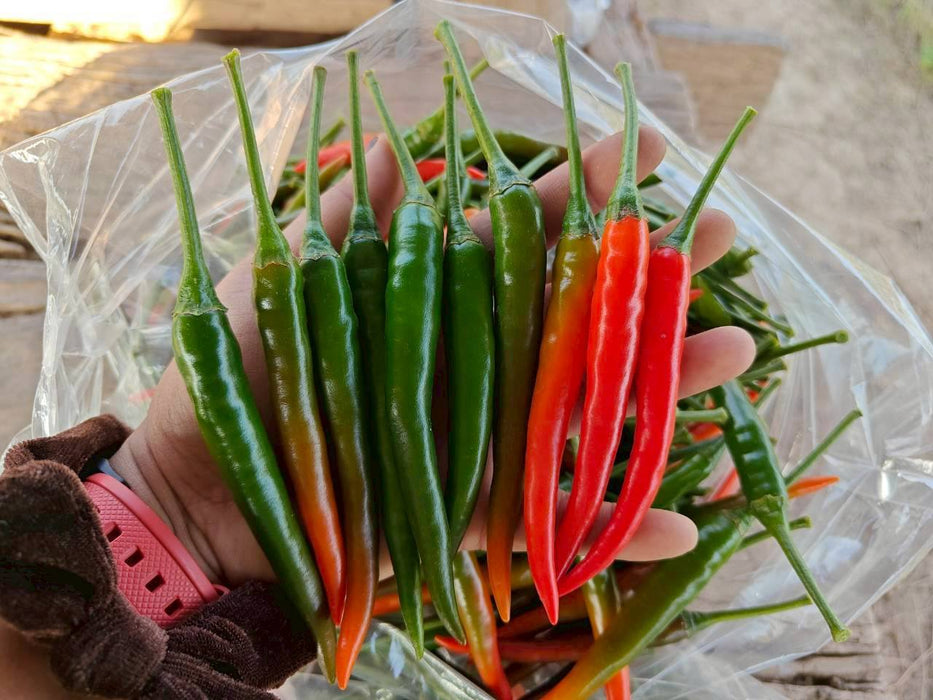 Hạt Giống Ớt Jinda [ Home Garden - Thái Lan ]