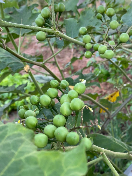 Hạt Giống Cà Pháo Xanh Trái Chùm [ E-W Seeds - Thái Lan ]