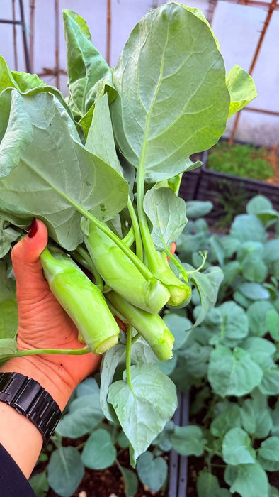 Hạt Giống Cải Rổ Chubby - Kale Mushrooms [ JUIJIA - Thái Lan ]