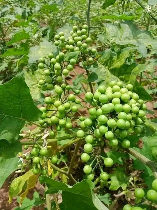 Hạt Giống Cà Pháo Xanh Trái Chùm [ E-W Seeds - Thái Lan ]