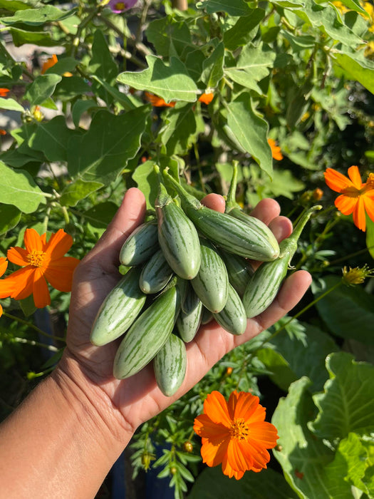 Hạt Giống Cà Trứng Sọc [ E-W Seeds - Thái Lan ]