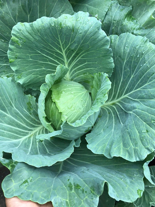 Hạt Giống Bắp Cải Lai F1 [ E-W Seeds - Thái Lan ]