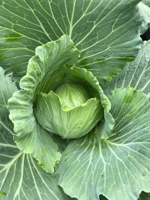 Hạt Giống Bắp Cải Lai F1 [ E-W Seeds - Thái Lan ]