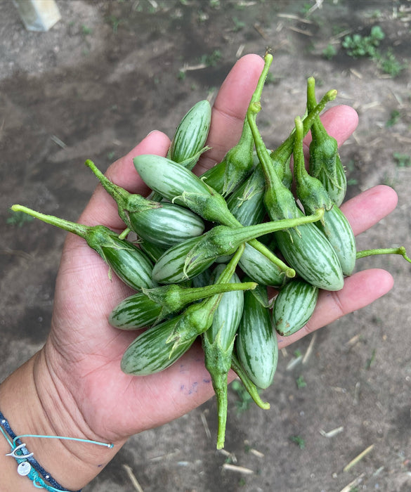 Hạt Giống Cà Trứng Sọc [ E-W Seeds - Thái Lan ]